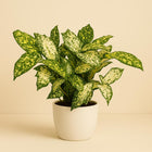 Dracaena Godsefiana - 25cm in einem modernen Studio mit modernem Topf