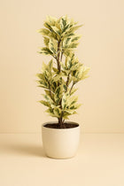 Codiaeum Variegatum Tamara - 100cm in einem modernen Studio mit modernem Topf