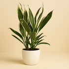 Cordyline New Conga - 60cm in einem modernen Studio mit modernem Topf