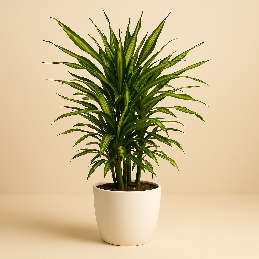 Dracaena Fragrans Riki - 90cm in einem modernen Studio mit modernem Topf