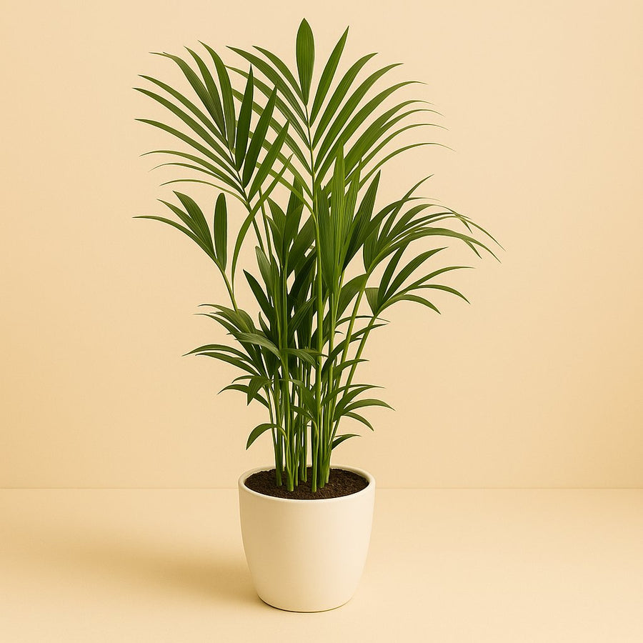 Howea Forsteriana - 120cm in einem modernen Studio mit modernem Topf