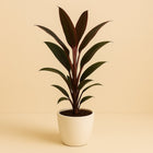 Cordyline Rumba - 40cm in einem modernen Studio mit modernem Topf