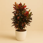 Codiaeum Variegatum Mammi - 100cm in einem modernen Studio mit modernem Topf