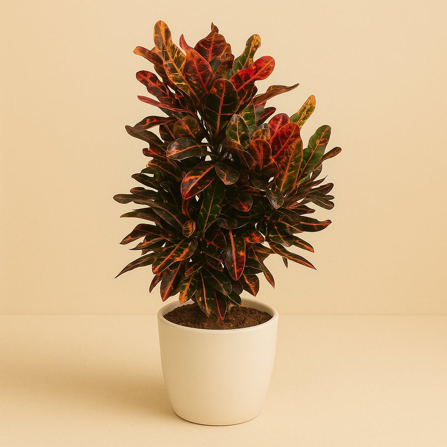 Codiaeum Variegatum Mammi - 100cm in einem modernen Studio mit modernem Topf