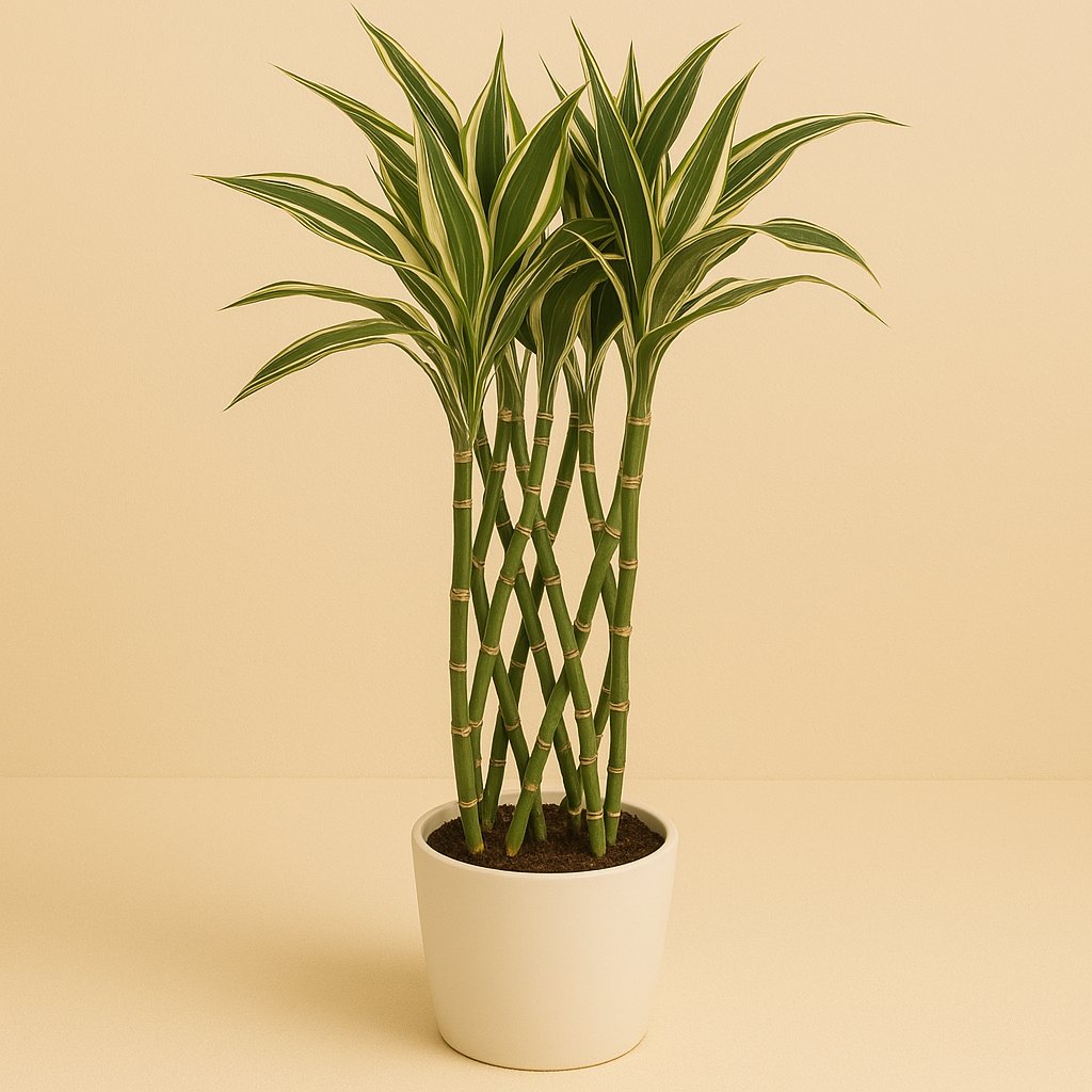 Dracaena Godsefiana - 75cm in einem modernen Studio mit modernem Topf