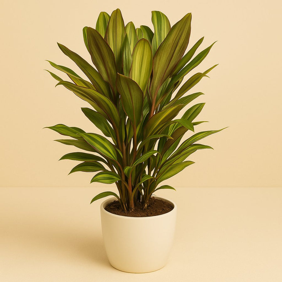 Cordyline Kiwi - 55cm in einem modernen Studio mit modernem Topf