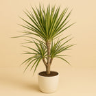Dracaena Sunray - 70cm in einem modernen Studio mit modernem Topf