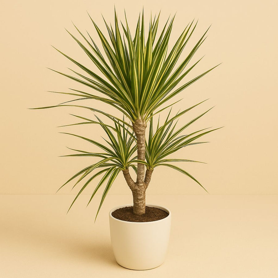 Dracaena Sunray - 70cm in einem modernen Studio mit modernem Topf