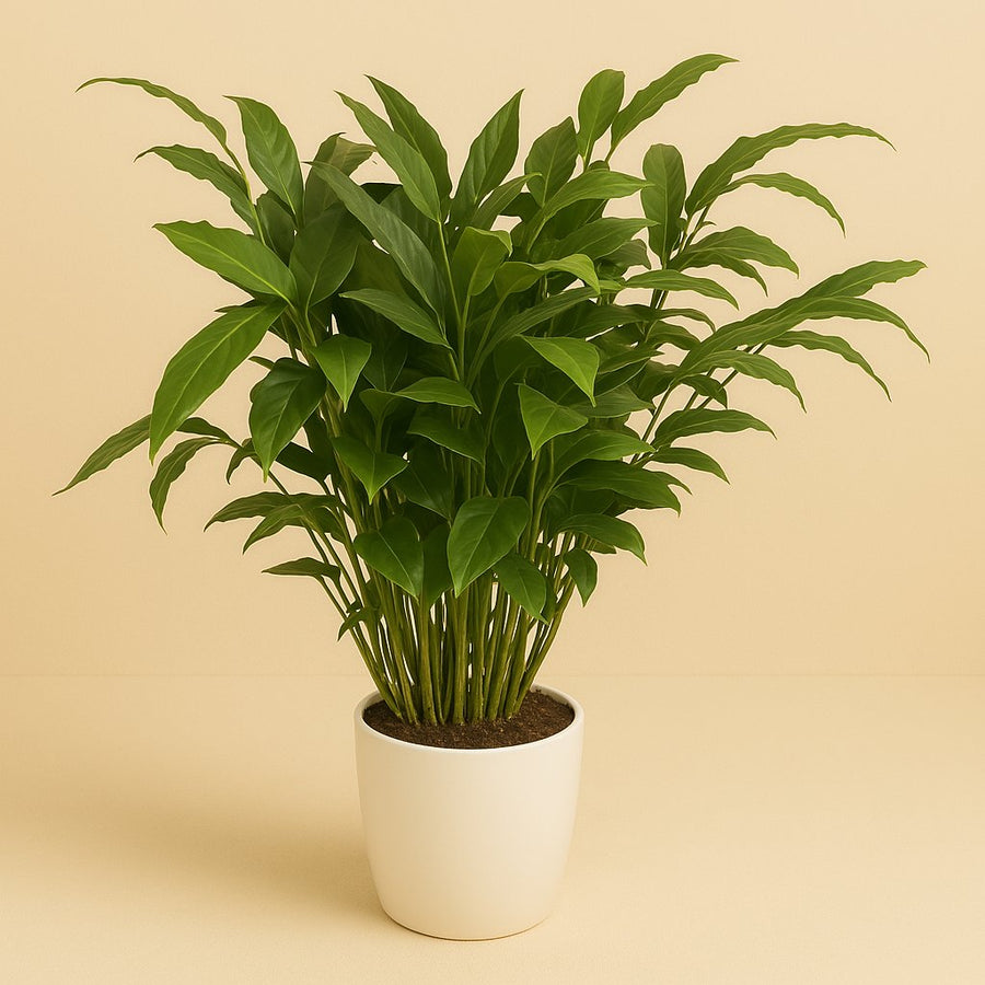 Elettaria Cardamomum - 120cm in einem modernen Studio mit modernem Topf
