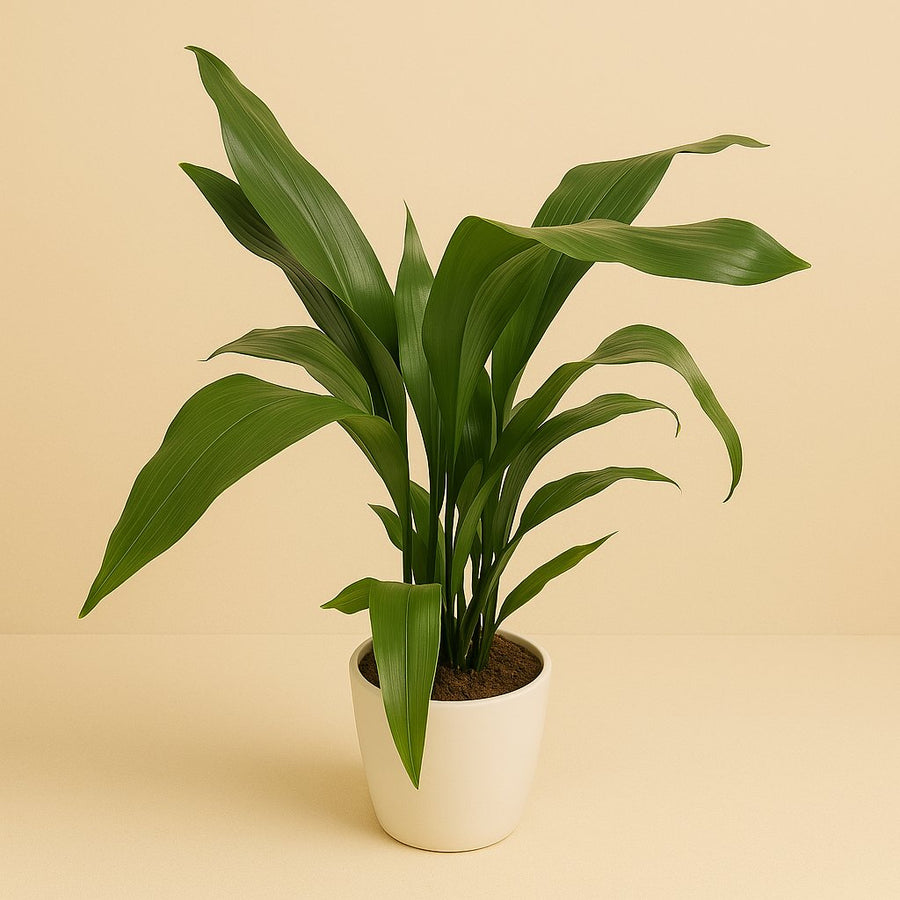 Aspidistra Elatior - 80cm in einem modernen Studio mit modernem Topf
