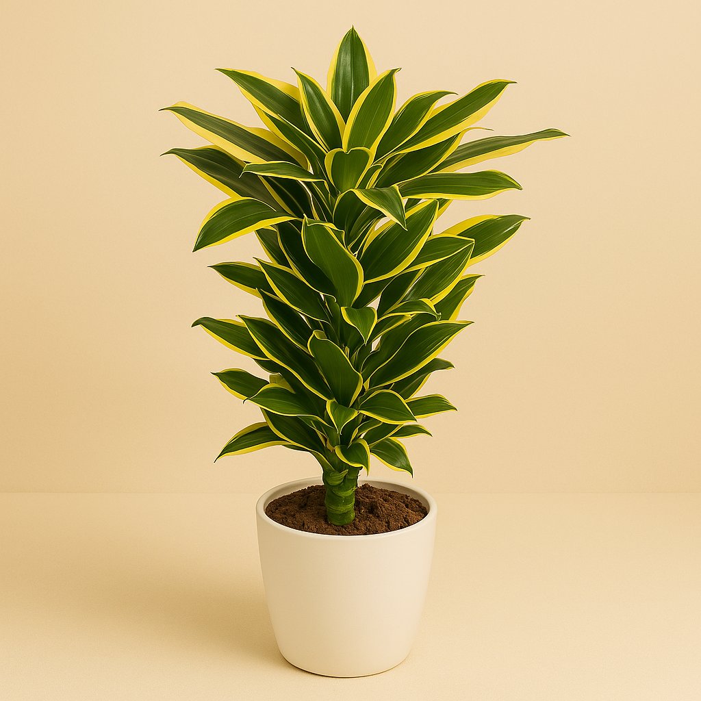 Dracaena Golden Coast - 110cm in einem modernen Studio mit modernem Topf
