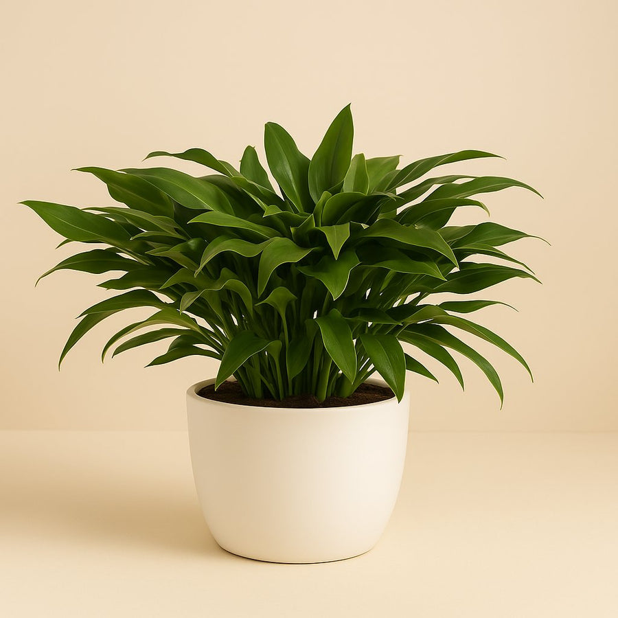 Philodendron Little Phil - 45cm in einem modernen Studio mit modernem Topf