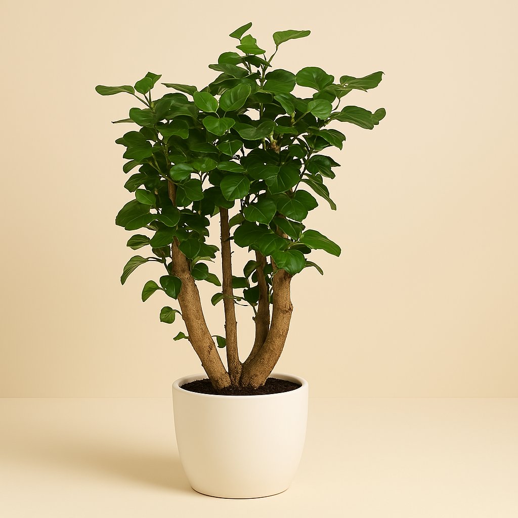 Polyscias Lemon - 95cm in einem modernen Studio mit modernem Topf