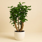 Polyscias Lemon - 95cm in einem modernen Studio mit modernem Topf