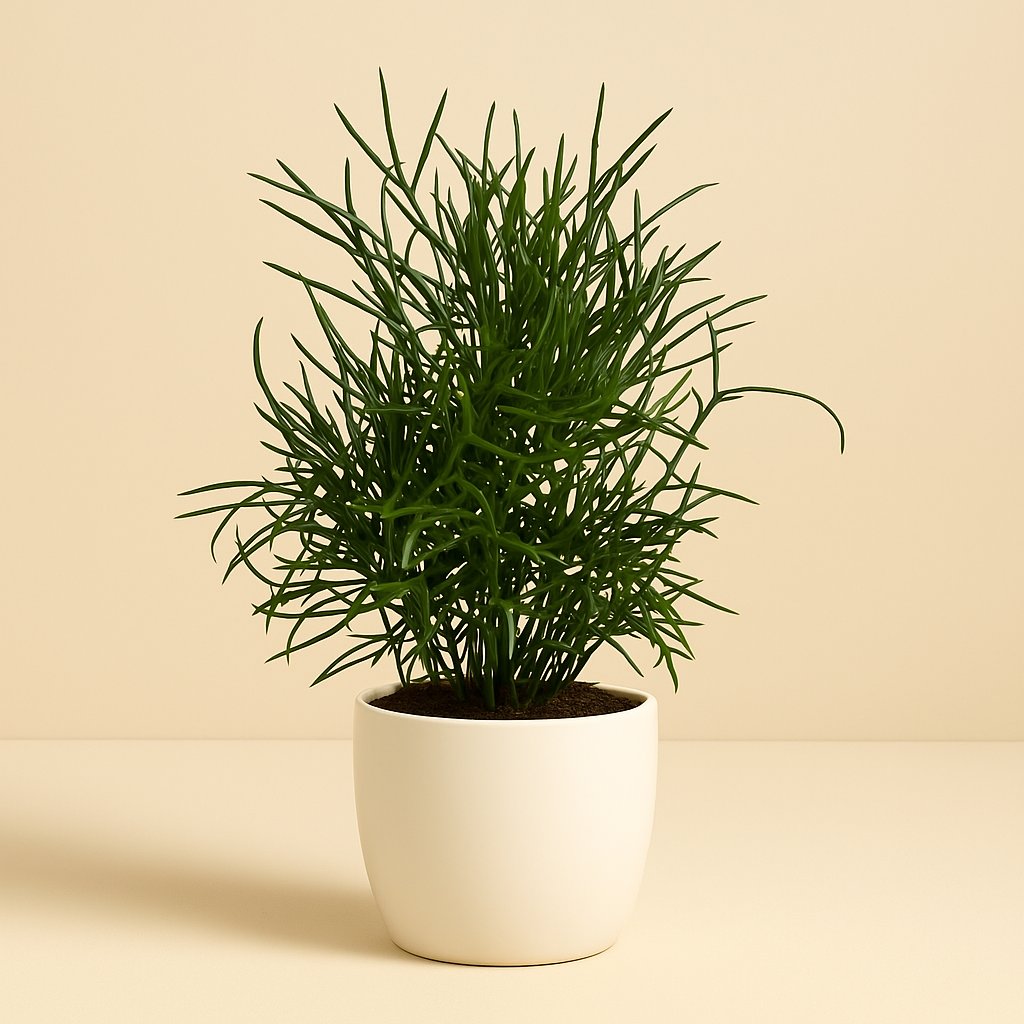 Asparagus Falcatus - 30cm in einem modernen Studio mit modernem Topf