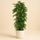 Monstera Monkey Leaf - 120cm in einem modernen Studio mit modernem Topf