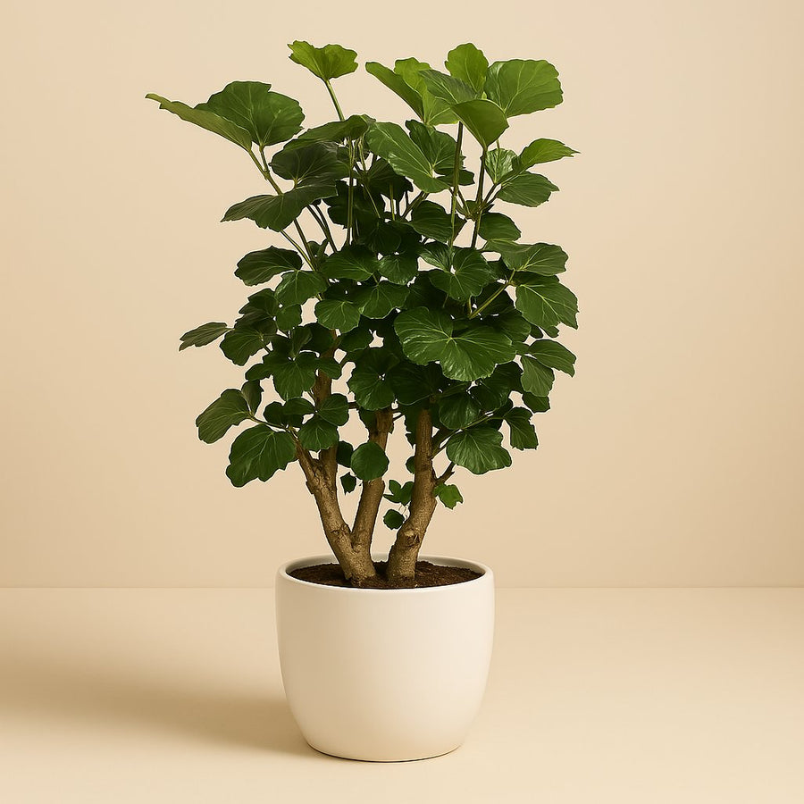 Polyscias Lemon - 65cm in einem modernen Studio mit modernem Topf