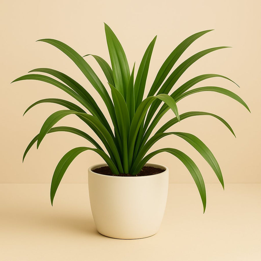 Hymenocallis Speciosa - 80cm in einem modernen Studio mit modernem Topf