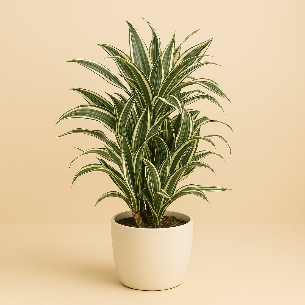 Dracaena White Stripe - 100cm in einem modernen Studio mit modernem Topf