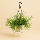 Rhipsalis Heteroclada - 25cm in einem modernen Studio mit modernem Topf