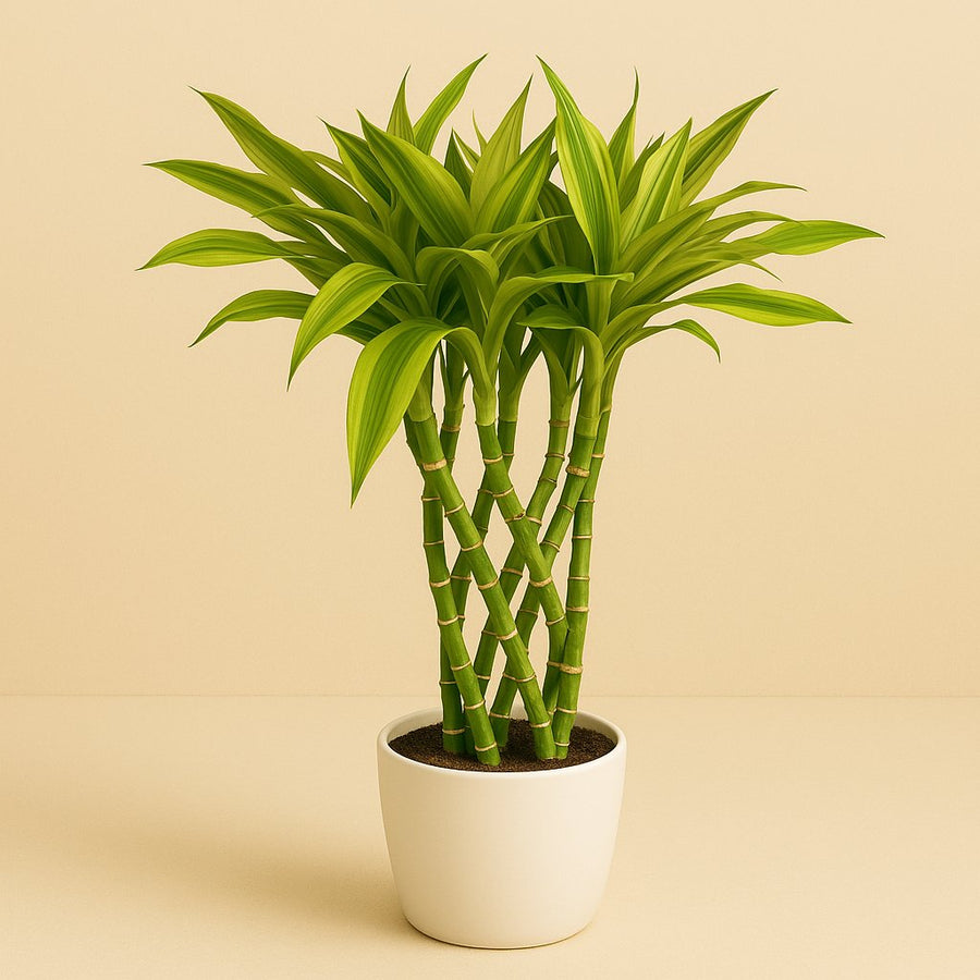 Dracaena Sandriana Gold - 70cm in einem modernen Studio mit modernem Topf