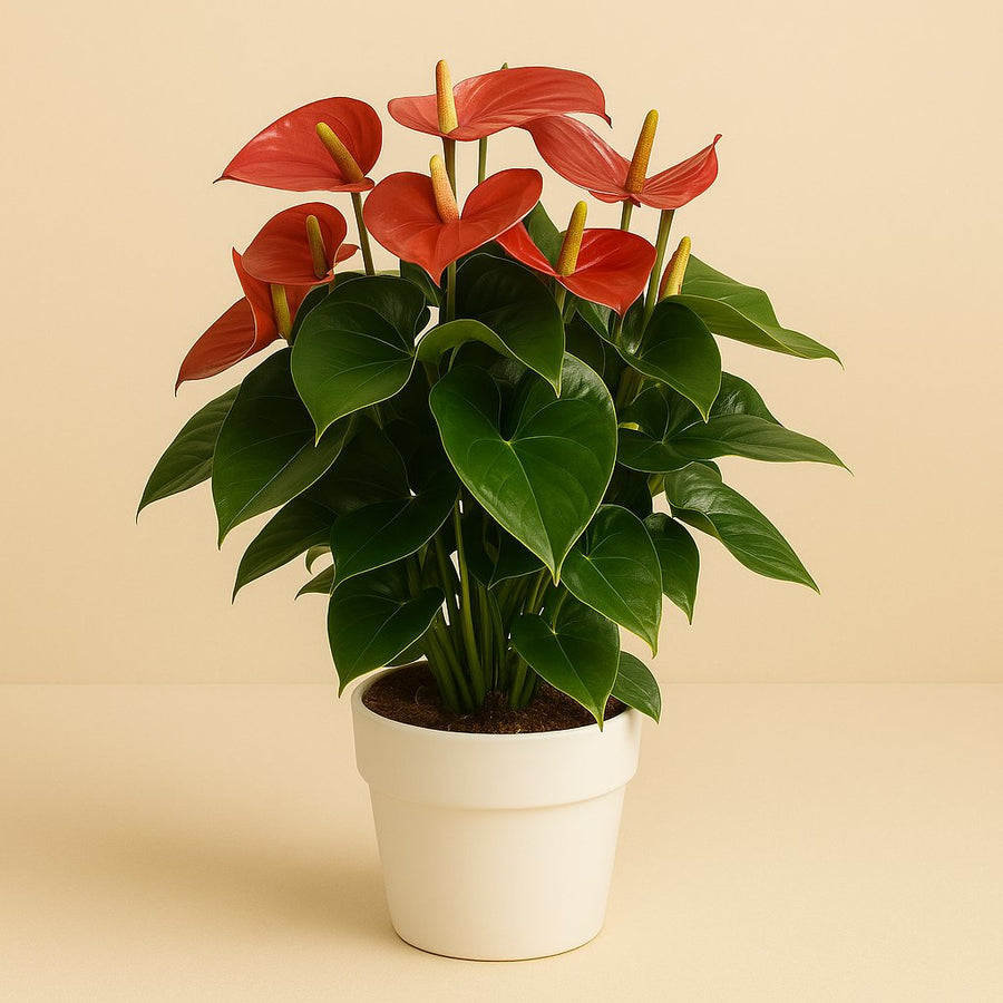 Anthurium Pink Champion - 65cm in einem modernen Studio mit modernem Topf