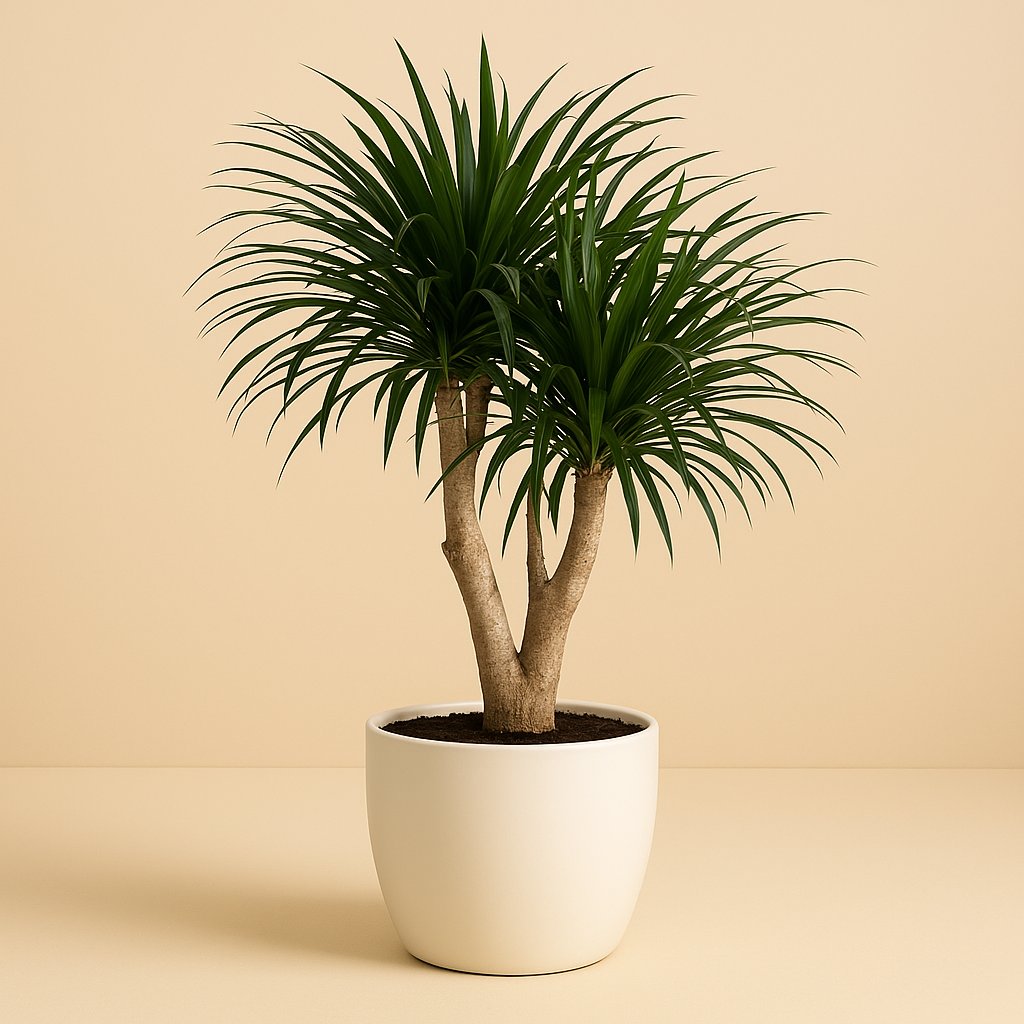 Dracaena Refl. Anita - 90cm in einem modernen Studio mit modernem Topf