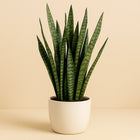 Sansevieria Zeylanica - 100cm in einem modernen Studio mit modernem Topf