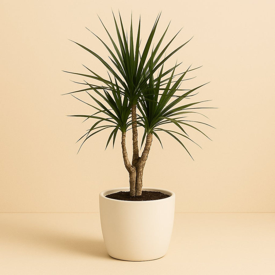 Dracaena Marginata - 130cm in einem modernen Studio mit modernem Topf