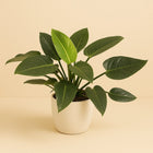 Philodendron Congo Green - 90cm in einem modernen Studio mit modernem Topf