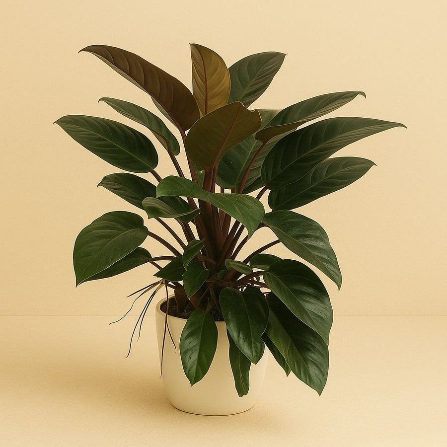 Philodendron Congo Rojo - 100cm in einem modernen Studio mit modernem Topf