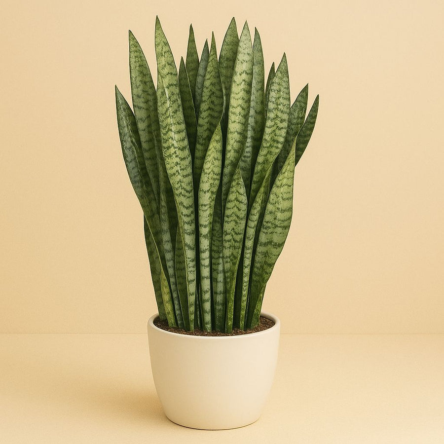 Sansevieria Zeylanica - 110cm in einem modernen Studio mit modernem Topf