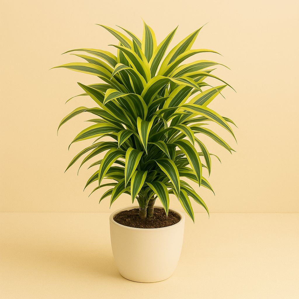 Dracaena Deremensis Lemon Lime - 100cm in einem modernen Studio mit modernem Topf