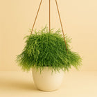 Rhipsalis Clavata - 50cm in einem modernen Studio mit modernem Topf