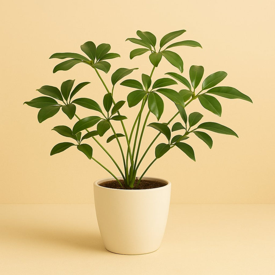 Philodendron Green Wonder - 90cm in einem modernen Studio mit modernem Topf