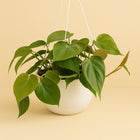 Philodendron Scandens - 20cm in einem modernen Studio mit modernem Topf