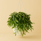 Rhipsalis Crispata - 50cm in einem modernen Studio mit modernem Topf