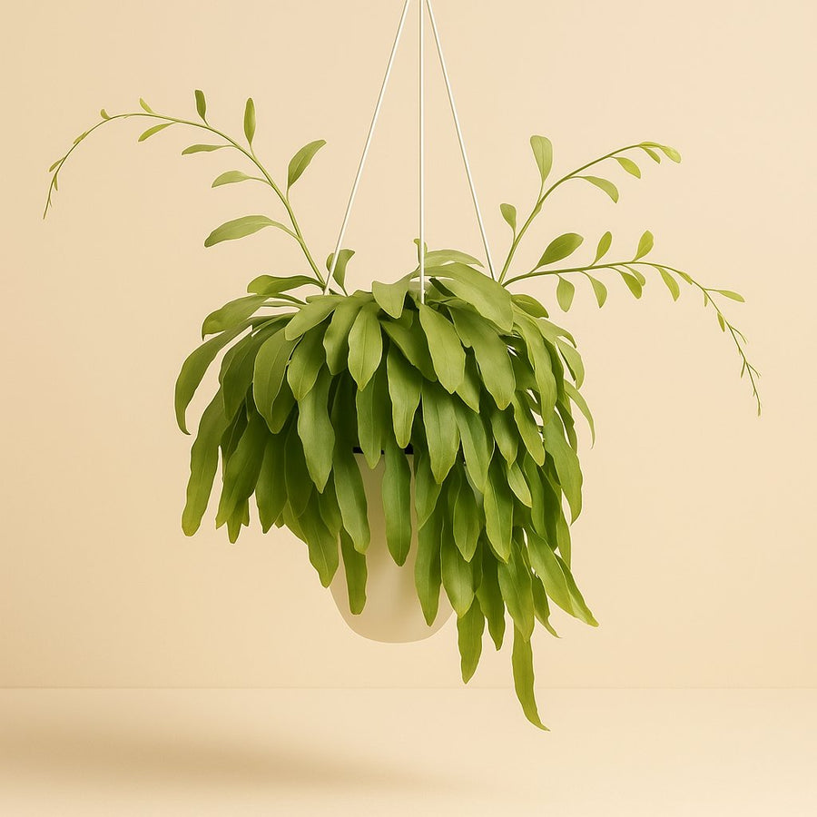 Pseudorhipsalis Ramulosa Red Coral - 45cm in einem modernen Studio mit modernem Topf