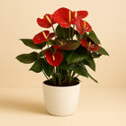 Anthurium Red Champion - 65cm in einem modernen Studio mit modernem Topf
