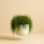 Rhipsalis Pulchra - 45cm in einem modernen Studio mit modernem Topf