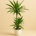 Dracaena Lemon Lime - 115cm in einem modernen Studio mit modernem Topf