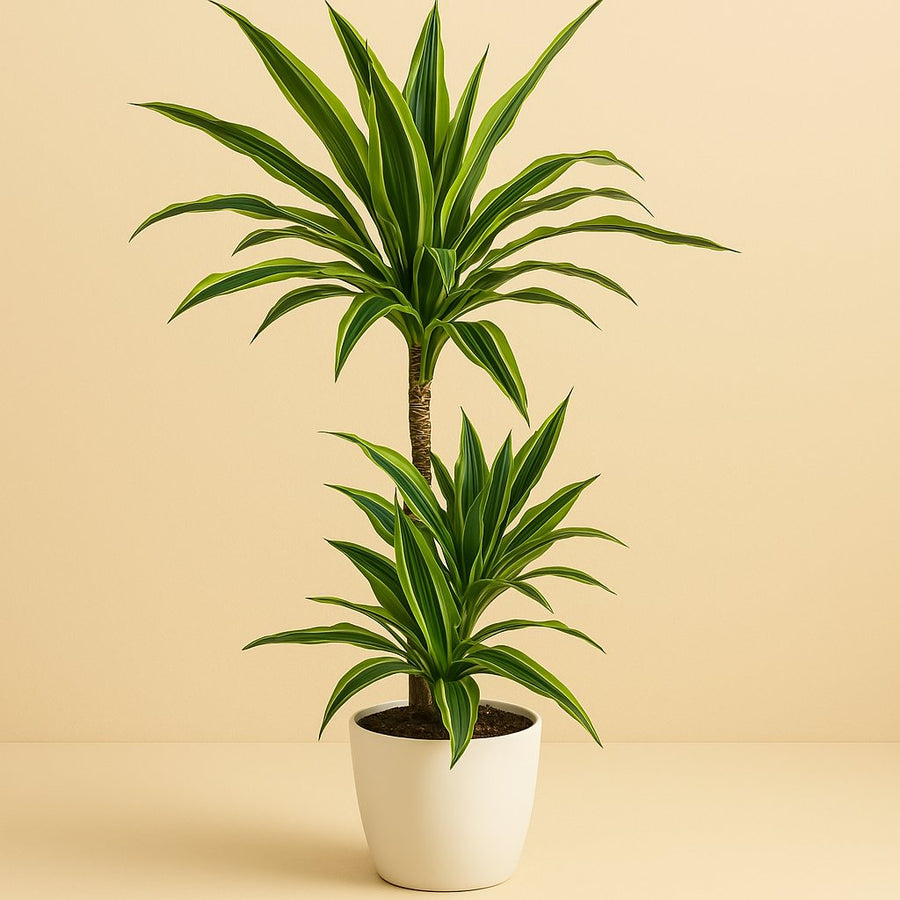 Dracaena Lemon Lime - 115cm in einem modernen Studio mit modernem Topf