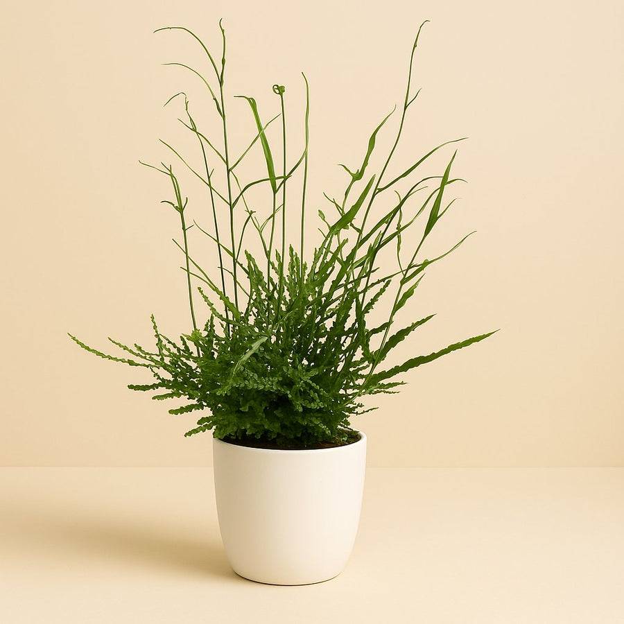 Pteris Evergreen - 35cm in einem modernen Studio mit modernem Topf