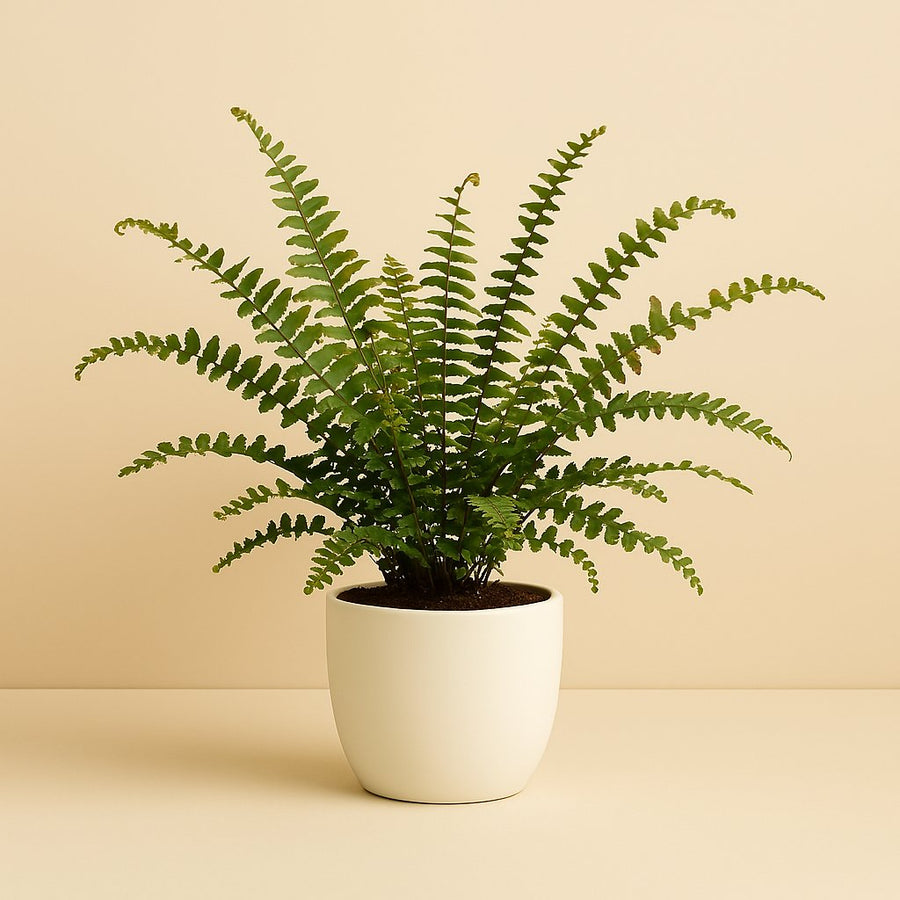 Didymochlaena Truncatula - 50cm in einem modernen Studio mit modernem Topf