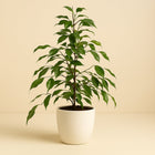 Ficus Benjamina Danita - 70cm in einem modernen Studio mit modernem Topf