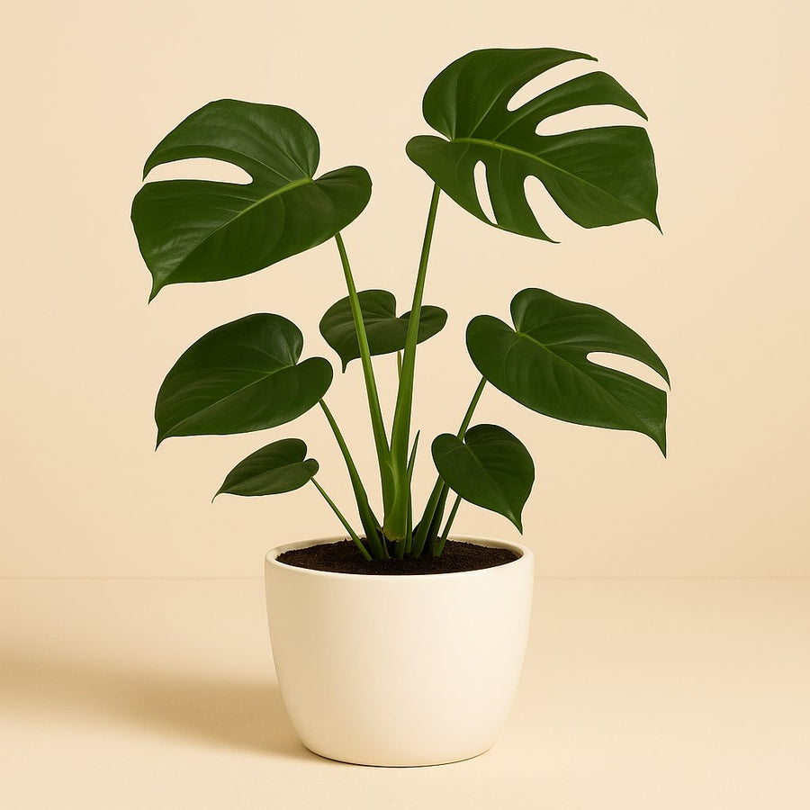Monstera Deliciosa - 55cm in einem modernen Studio mit modernem Topf