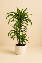 Dracaena Hawaiiana - 90cm in einem modernen Studio mit modernem Topf