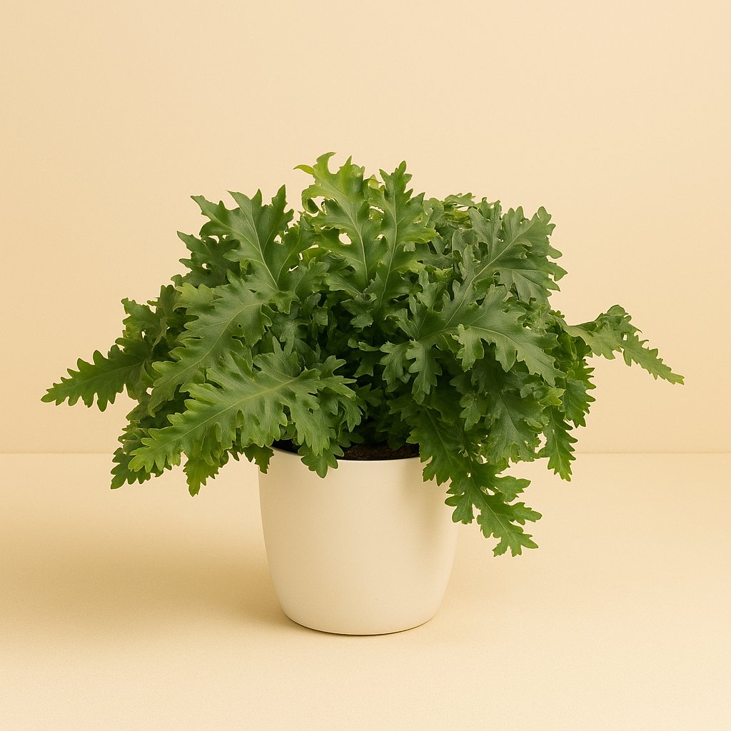 Phlebodium Davana - 40cm in einem modernen Studio mit modernem Topf