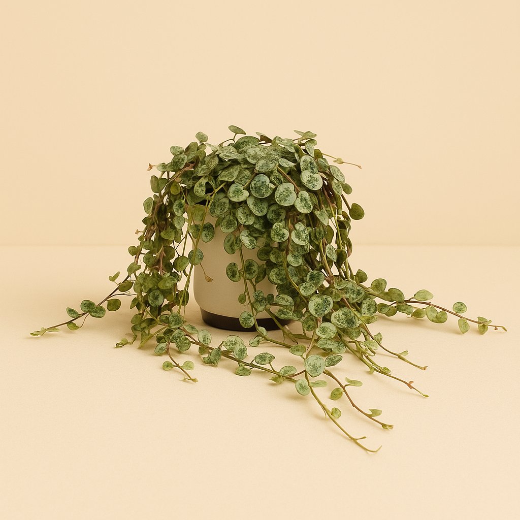 Peperomia Prostrata - 15cm in einem modernen Studio mit modernem Topf