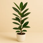 Ficus Tresor - 105cm in einem modernen Studio mit modernem Topf